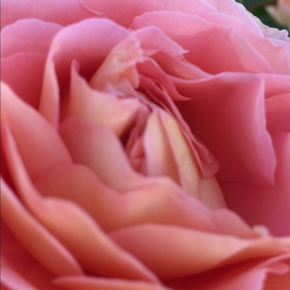 Meet your Posher, Lily